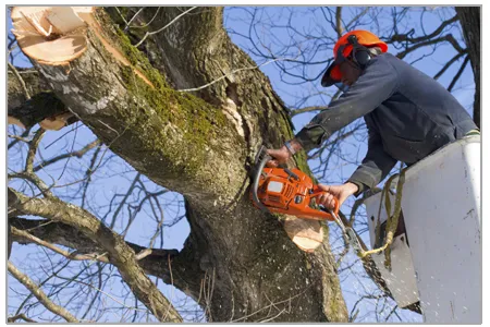 Expert residential landscaping in Sarasota, FL - Mr. Greenjeans Inc Tree Surgeons & Landscape Design