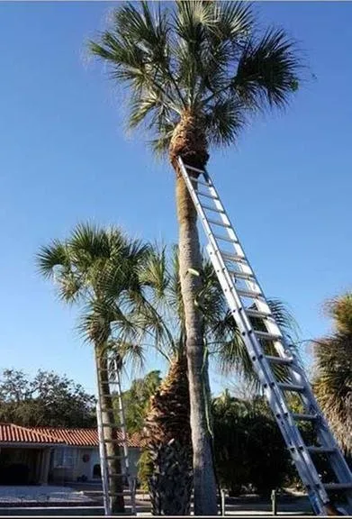 Custom yard maintenance experts serving Sarasota, FL - Mr. Greenjeans Inc Tree Surgeons & Landscape Design