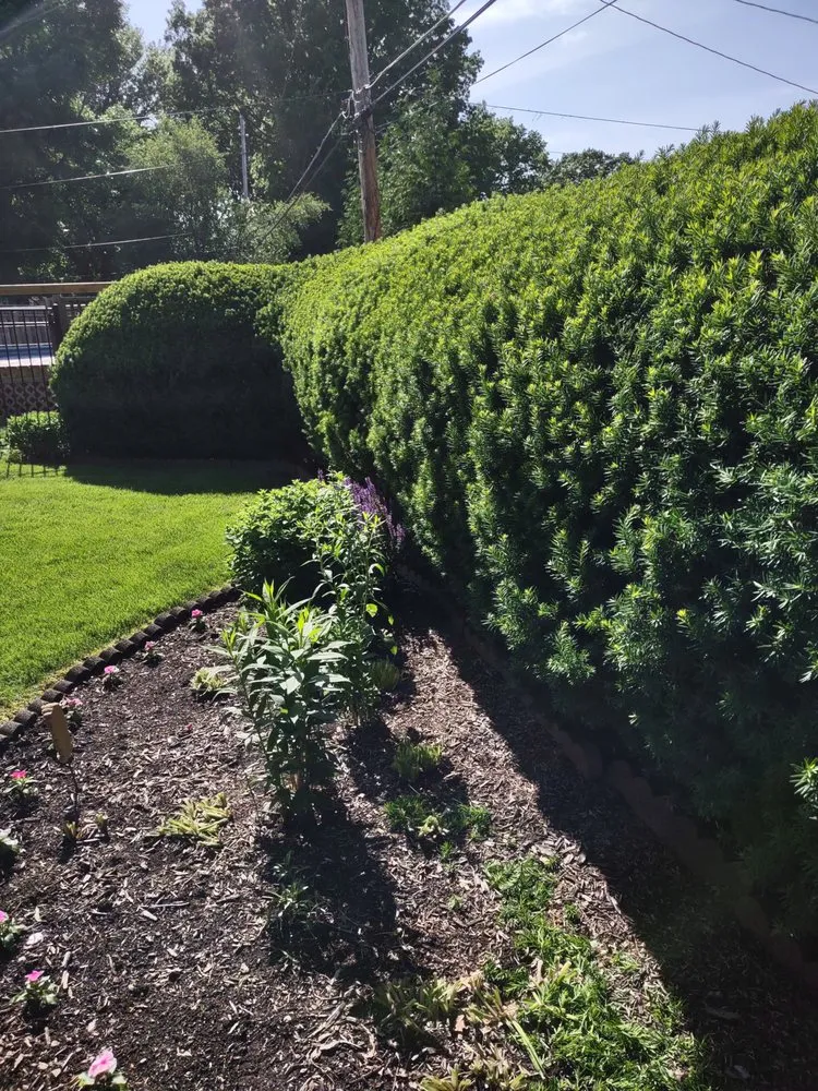 Professional lawn mowing service near you in Lakewood, OH by Mr Greens Lawn Care