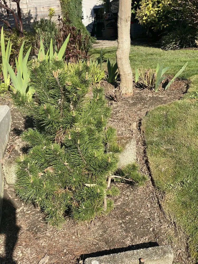 Reliable outdoor landscaping with custom design in Des Moines, WA by Mr. Ho's Gardening & Landscaping