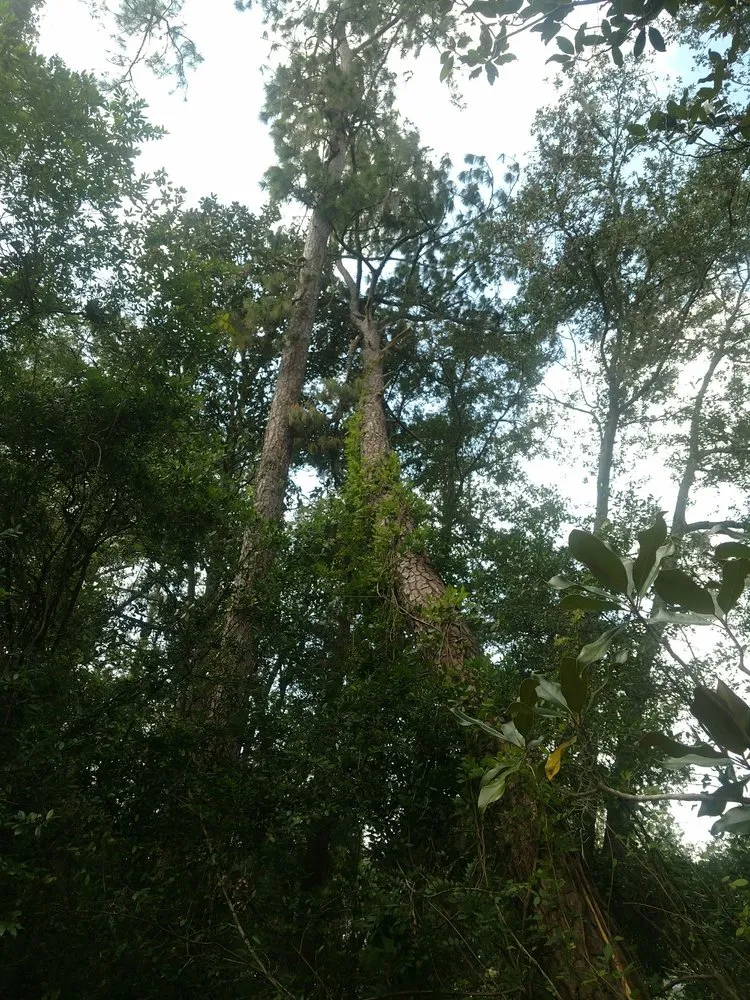 Affordable outdoor landscaping in Gainesville, FL by Mr. I.M. Log'n