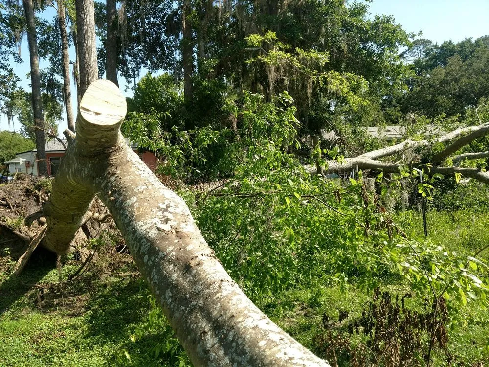 Affordable residential landscaping in Gainesville, FL - Mr. I.M. Log'n