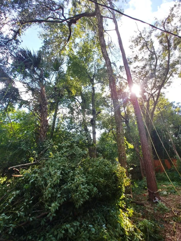 Professional landscaping services in Gainesville, FL by Mr. I.M. Log'n