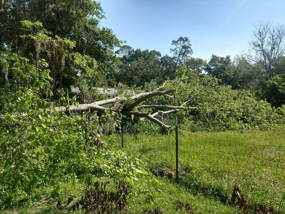 Affordable yard cleanup service experts serving Gainesville, FL - Mr. I.M. Log'n