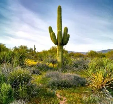 Mr Jim’s Landscape & Haul Services