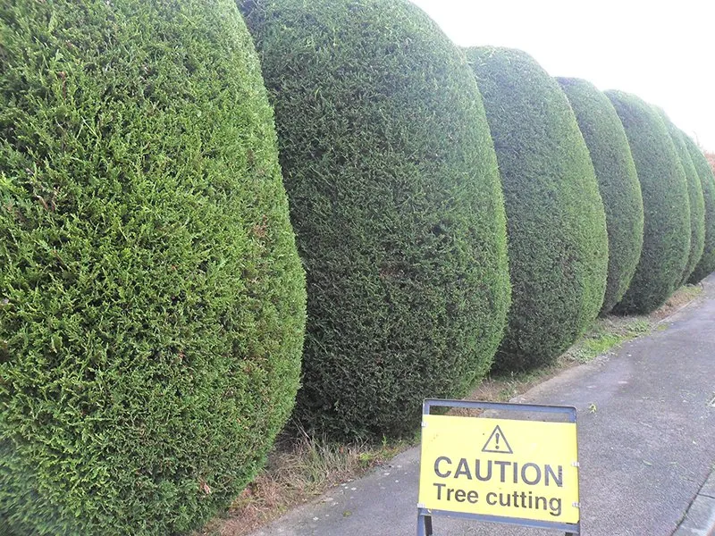 Affordable yard maintenance in Charlotte, NC by Mr. Joe's Lawn Care