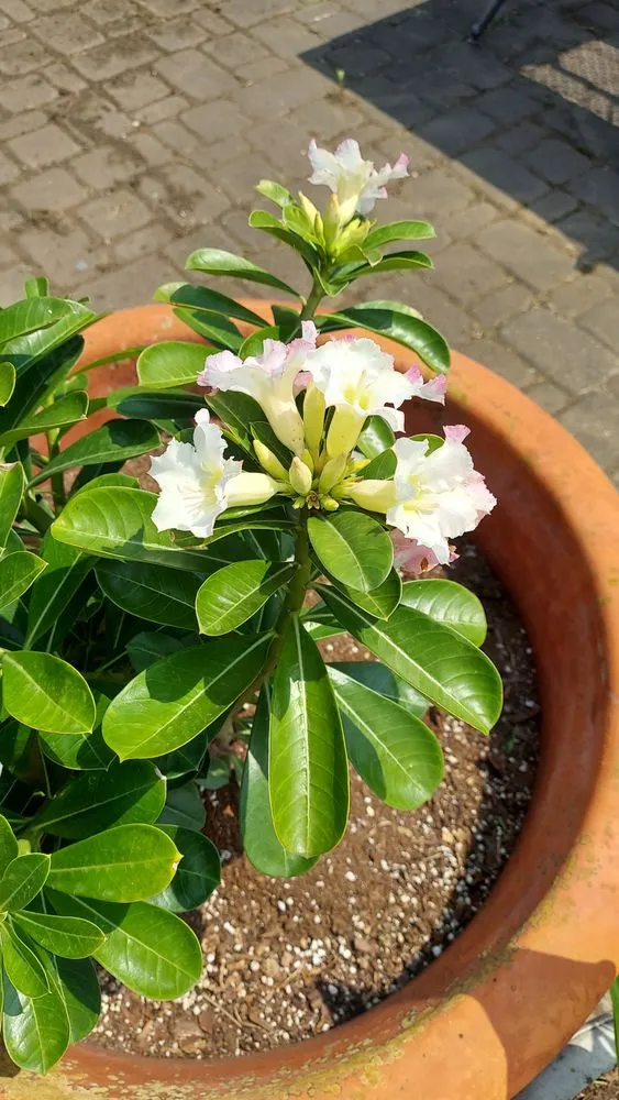 Affordable outdoor landscaping experts serving Pasadena, TX - MR Landscape And Lawn Care