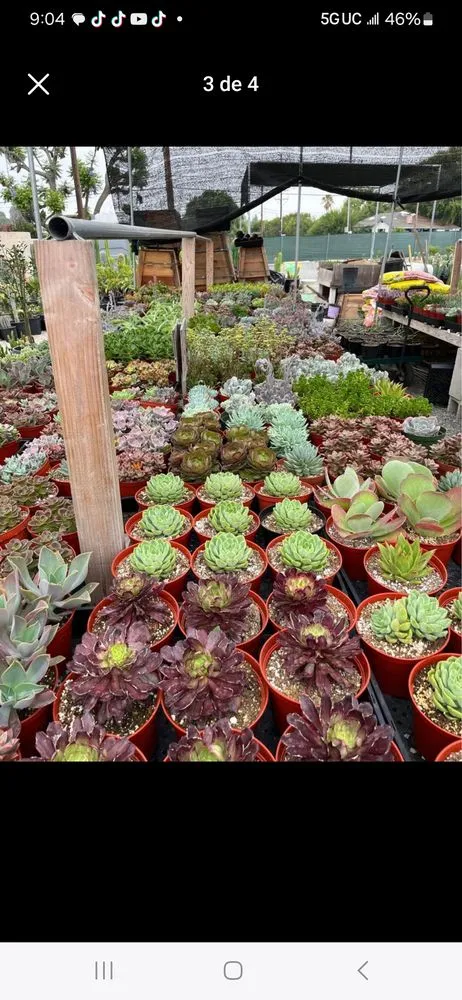 Top-rated lawn mowing service experts serving Inglewood, CA - Mr Landscape