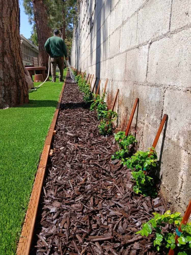 Affordable lawn care service in Inglewood, CA - Mr Landscape