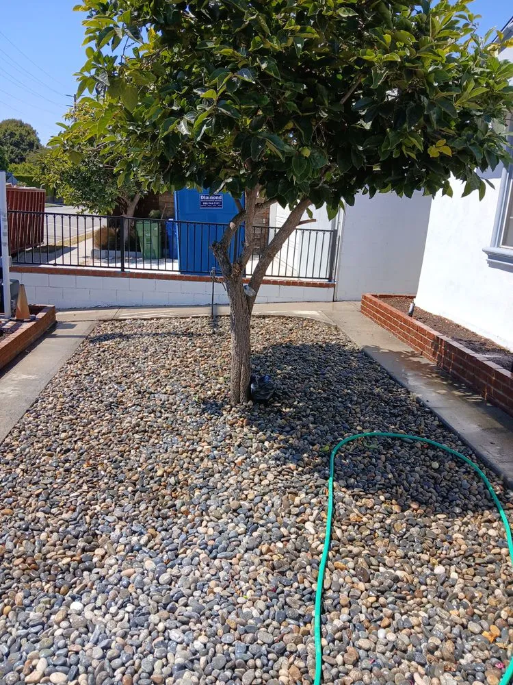 Local yard cleanup service for residential properties across Inglewood, CA - Mr Landscape