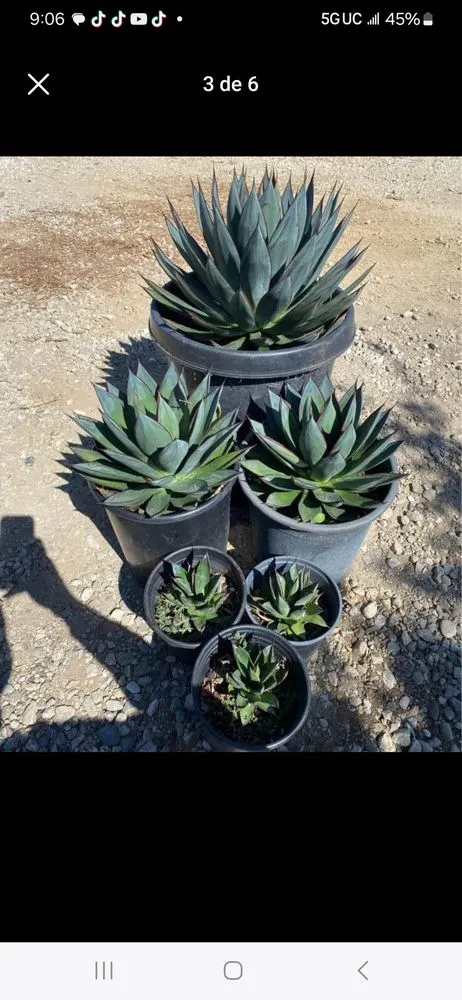 Professional lawn care service in Inglewood, CA - Mr Landscape