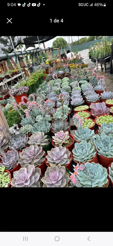 Local yard maintenance in Inglewood, CA - Mr Landscape