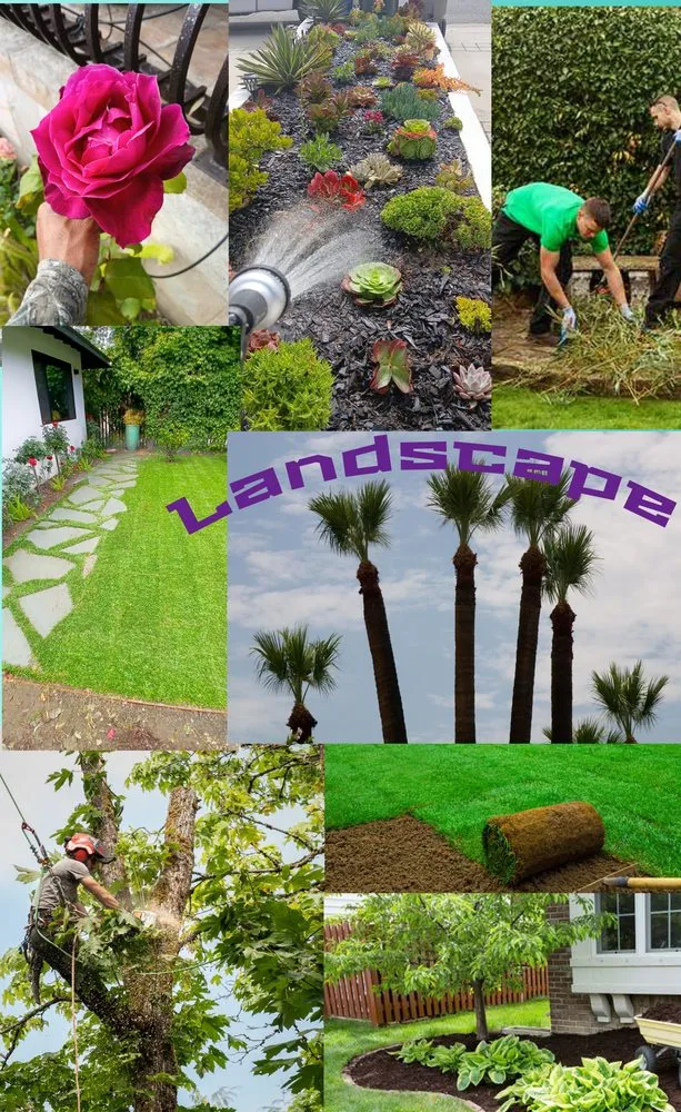 Reliable landscaping services for beautiful yards across Inglewood, CA - Mr Landscape
