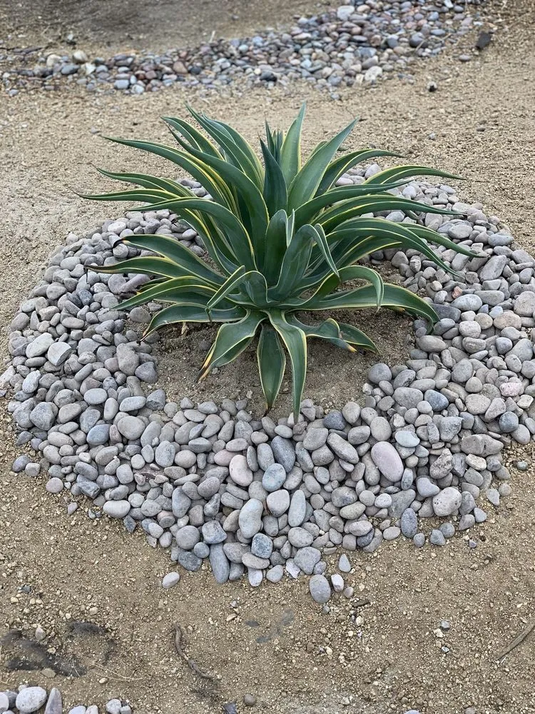 Local landscaping services experts serving Cathedral City, CA - M&R Landscaping Service