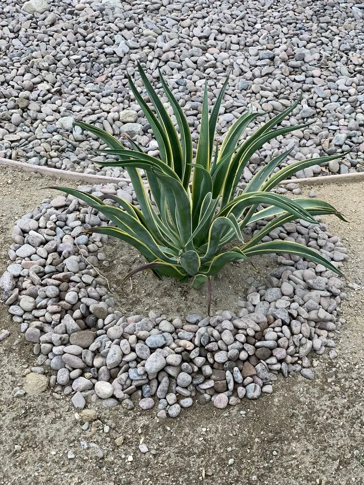 Local yard maintenance for beautiful yards in Cathedral City, CA by M&R Landscaping Service