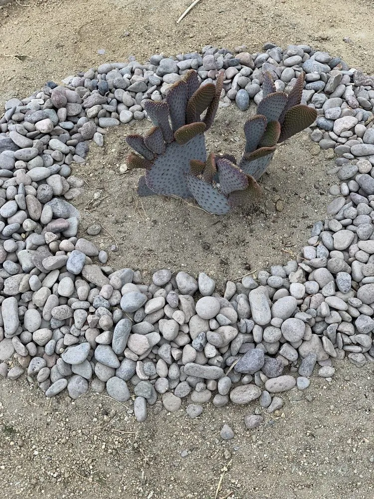 Trusted residential landscaping in Cathedral City, CA - M&R Landscaping Service