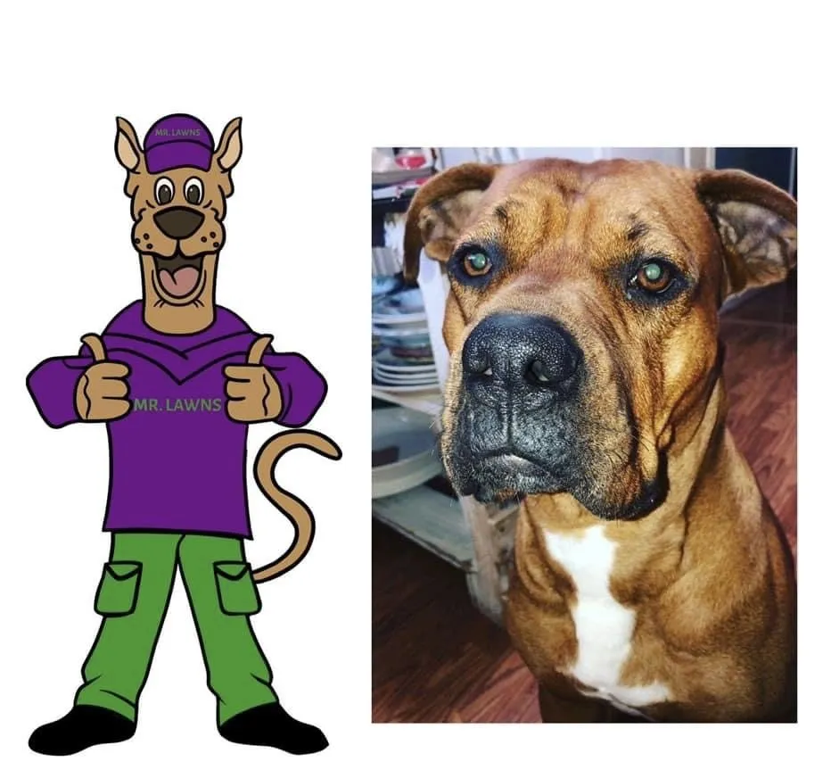 Trusted landscape installation for beautiful yards across Kennesaw, GA - Mr Lawns