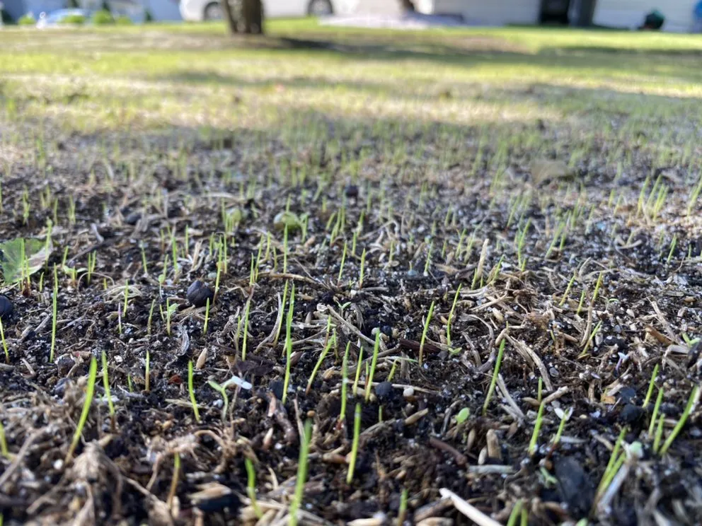 Affordable landscape installation for residential properties in Magnolia, DE by mr lawns