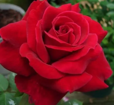 Mr. Lincoln Landscaping Logo