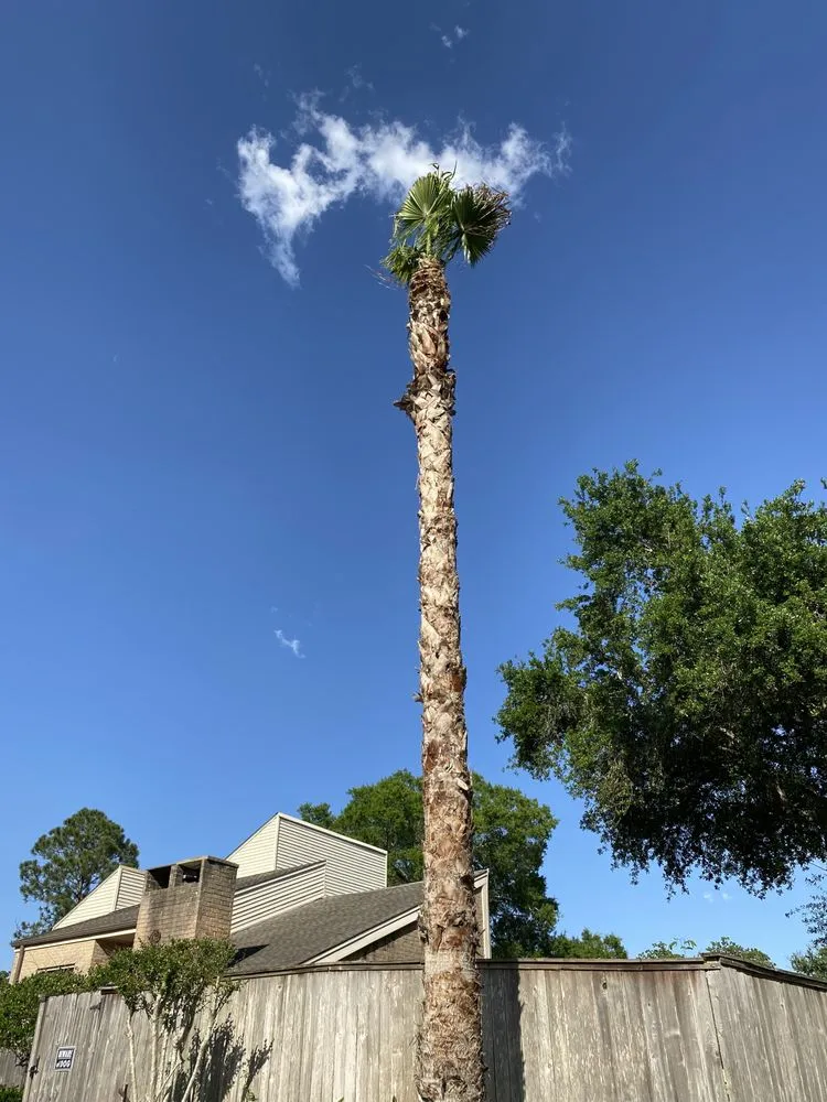 Trusted landscape design for residential properties in Houston, TX by Mr Lopez Tree Service & Landscaping