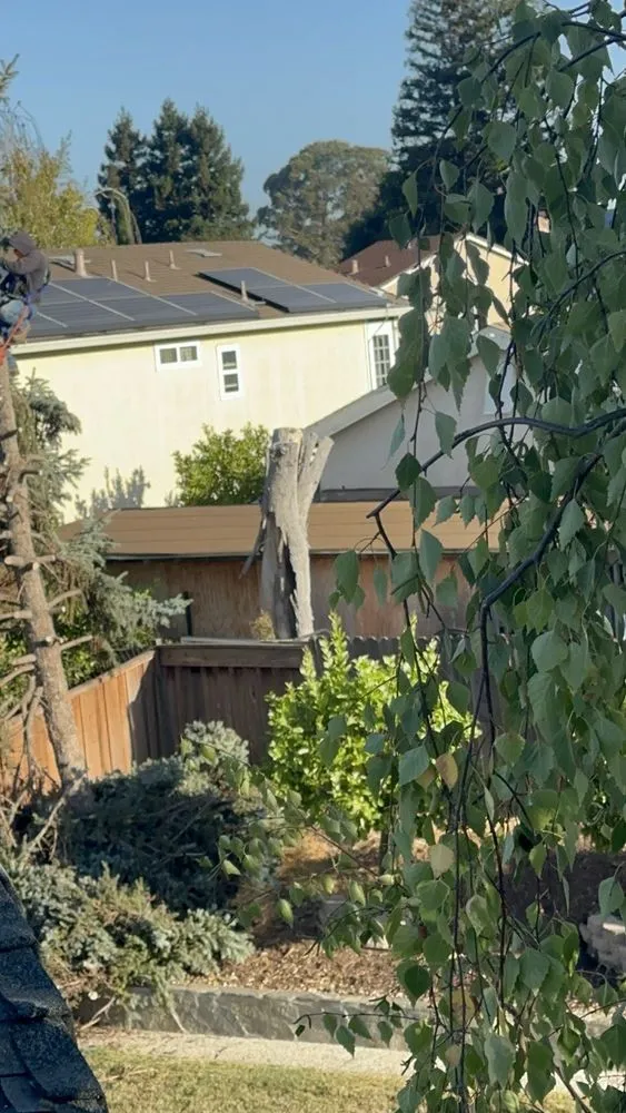 Top-rated yard maintenance in Richmond, CA by Mr Martin Landscape