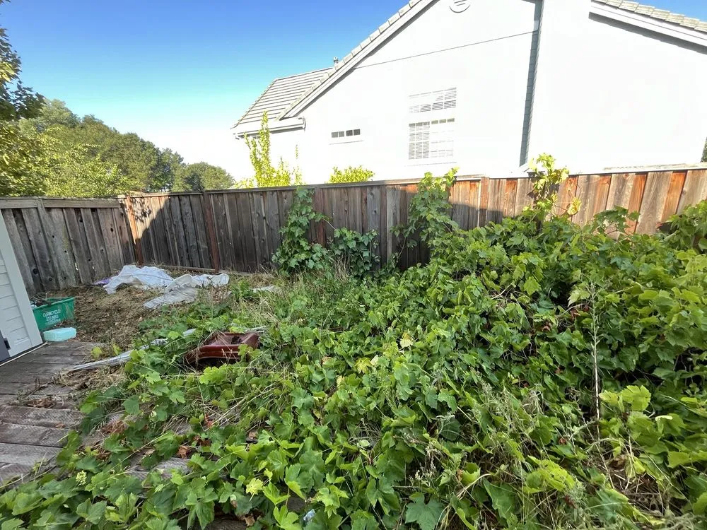 Affordable yard cleanup service for outdoor upgrades in Richmond, CA by Mr Martin Landscape