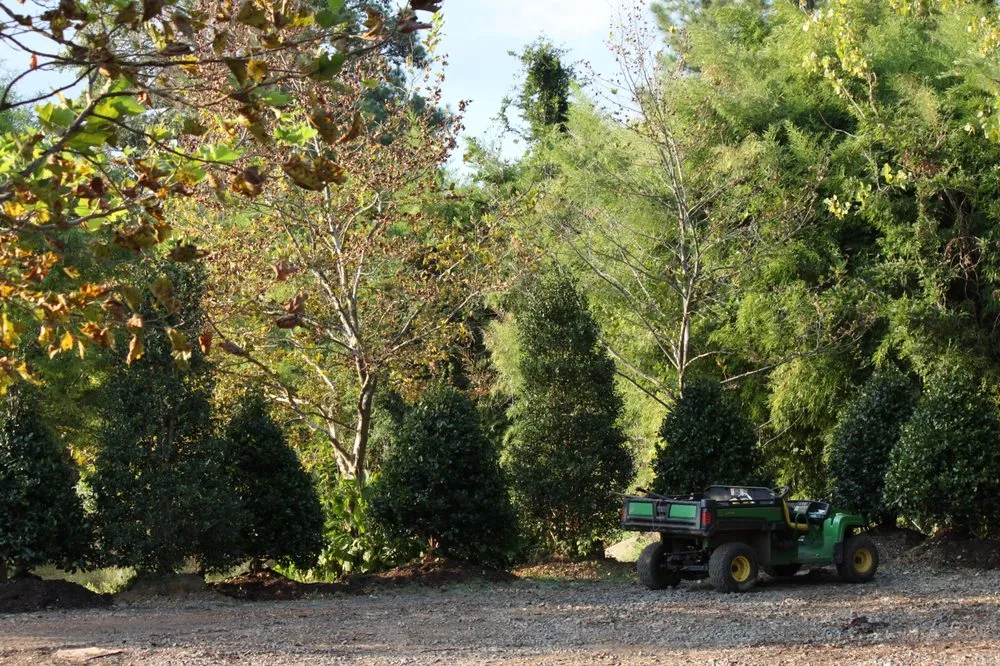 Trusted landscape design experts serving Charlotte, NC - Mr Martini's Tree Farm