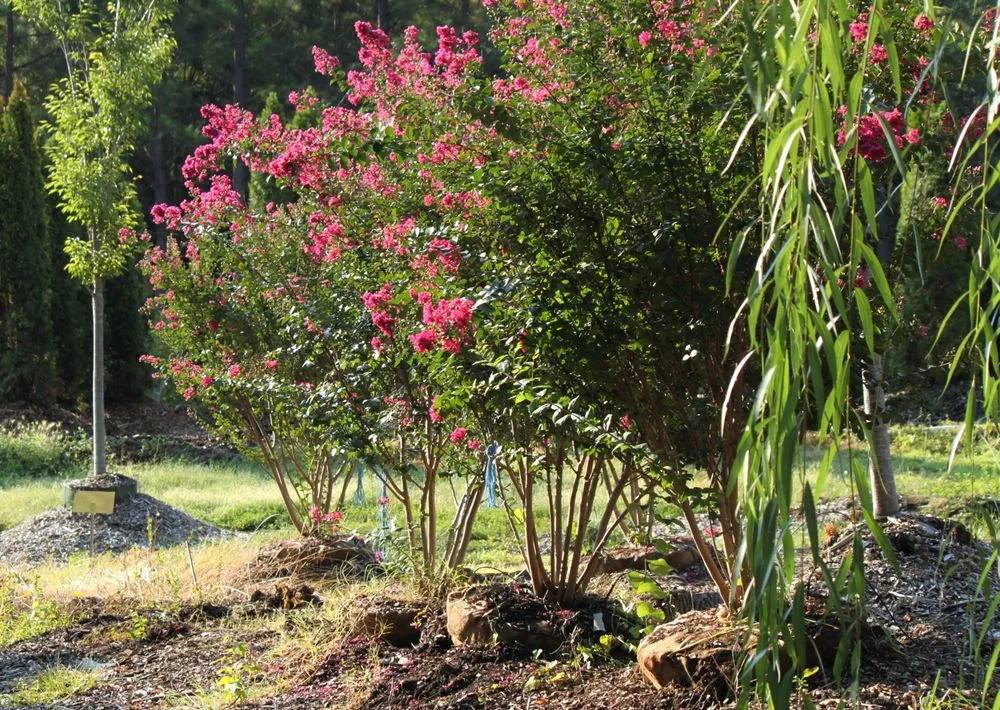 Professional landscaping services in Charlotte, NC - Mr Martini's Tree Farm