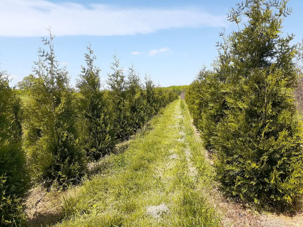 Local yard maintenance for outdoor upgrades across Charlotte, NC - Mr Martini's Tree Farm