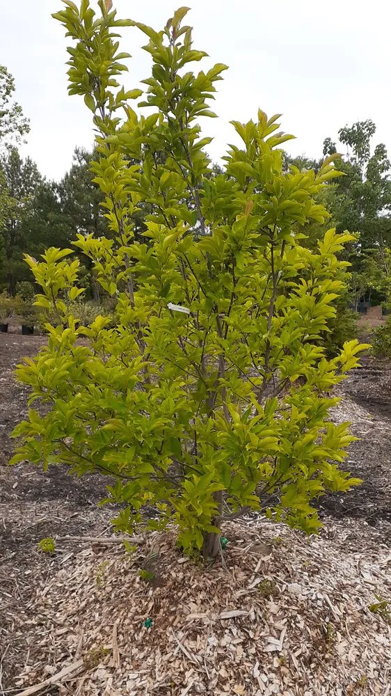 Top-rated lawn mowing service with custom design across Charlotte, NC - Mr Martini's Tree Farm