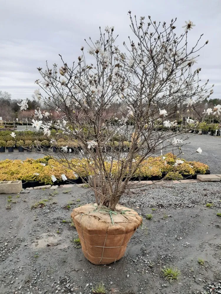 Affordable garden landscaping for beautiful yards across Charlotte, NC - Mr Martini's Tree Farm