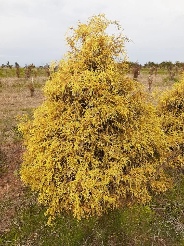 Expert lawn mowing service in Charlotte, NC by Mr Martini's Tree Farm