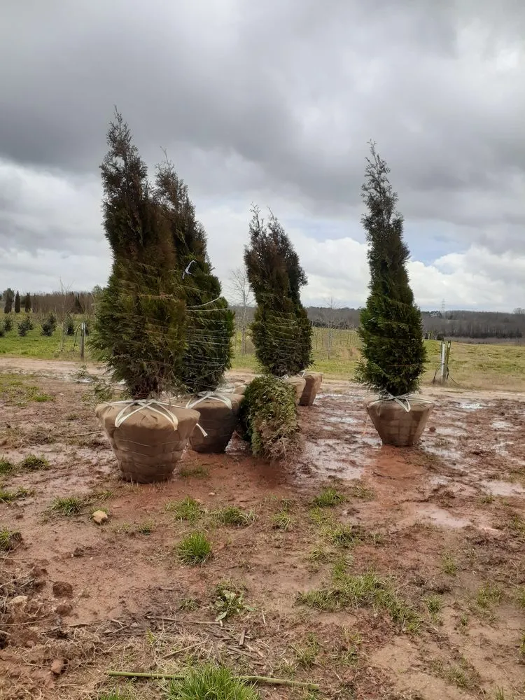 Top-rated lawn mowing service for homes across Charlotte, NC - Mr Martini's Tree Farm