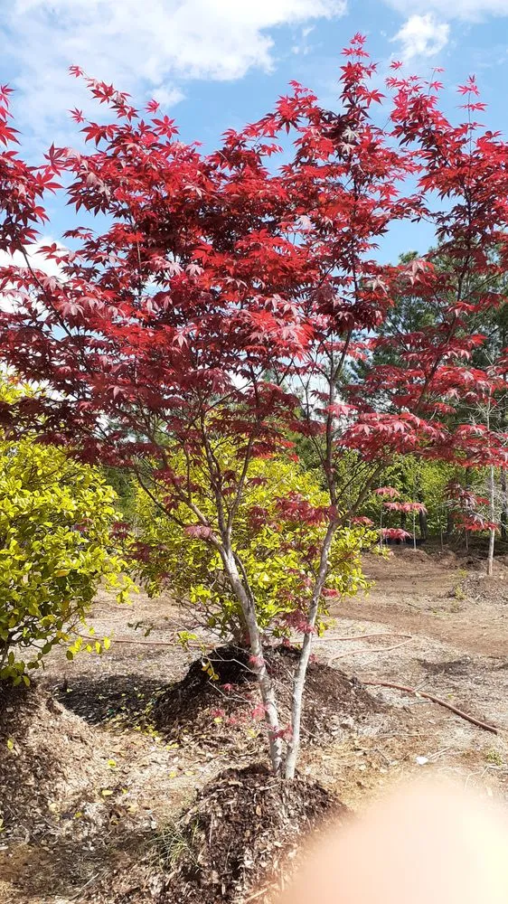 Custom landscape installation near you across Charlotte, NC - Mr Martini's Tree Farm