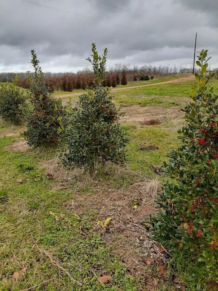 Top-rated yard maintenance in Charlotte, NC by Mr Martini's Tree Farm