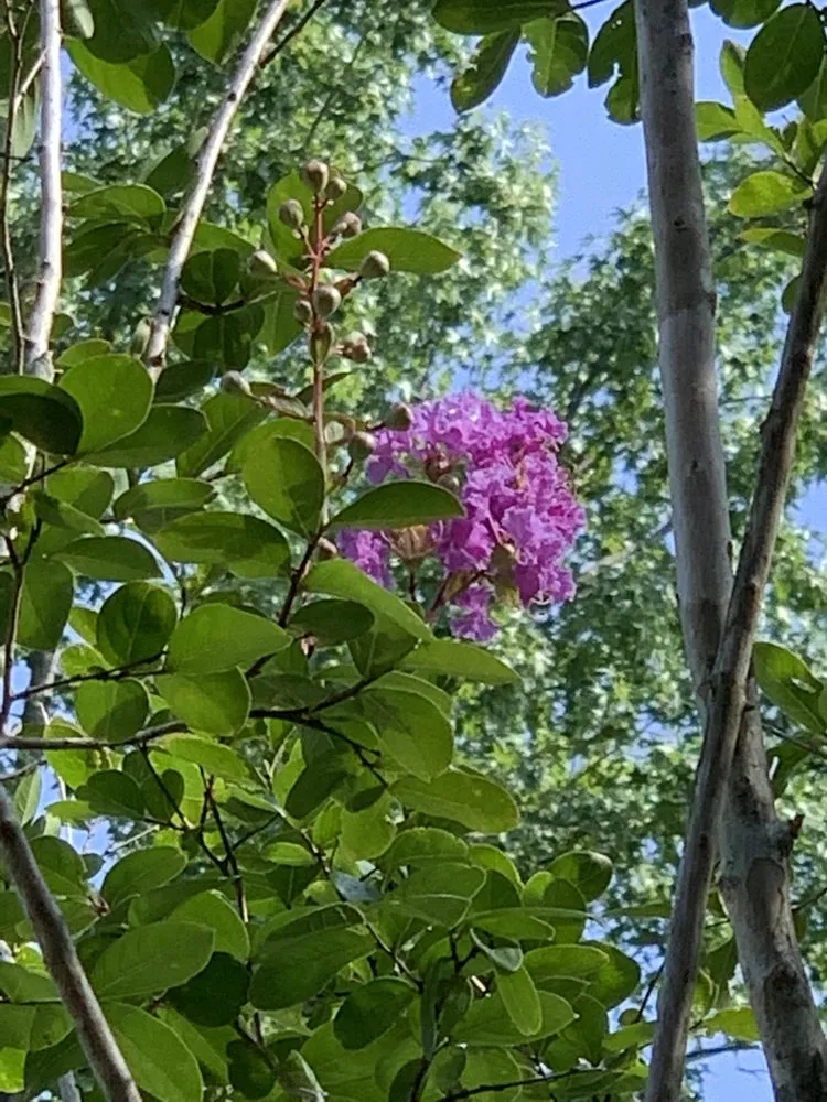 Professional lawn care service in Charlotte, NC by Mr Martini's Tree Farm