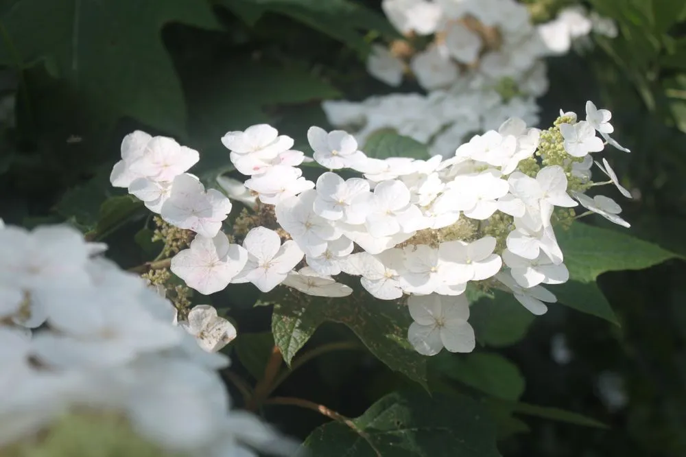 Affordable residential landscaping experts serving Charlotte, NC - Mr Martini's Tree Farm