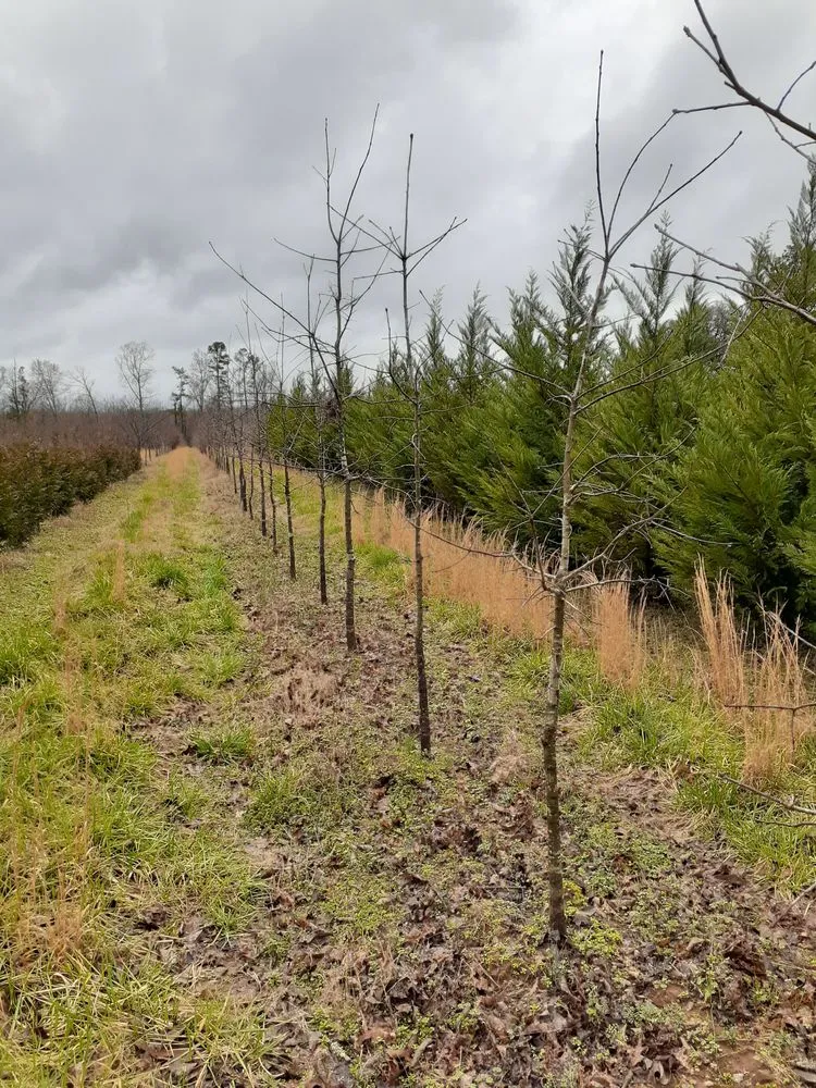 Reliable outdoor landscaping experts serving Charlotte, NC - Mr Martini's Tree Farm