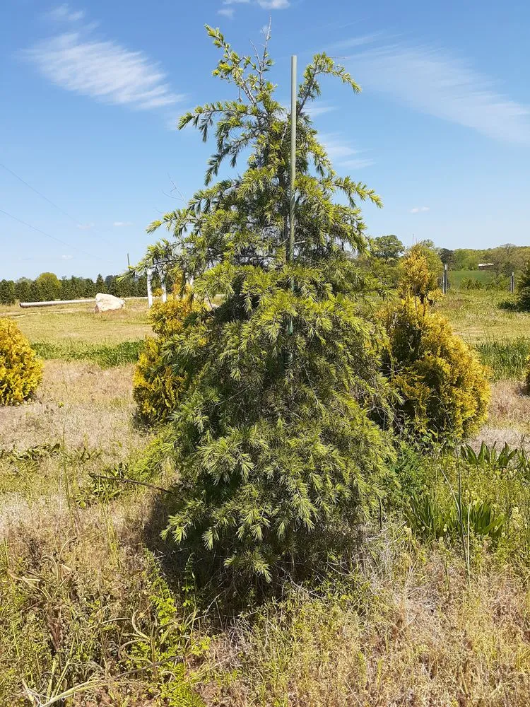 Custom residential landscaping experts serving Charlotte, NC - Mr Martini's Tree Farm