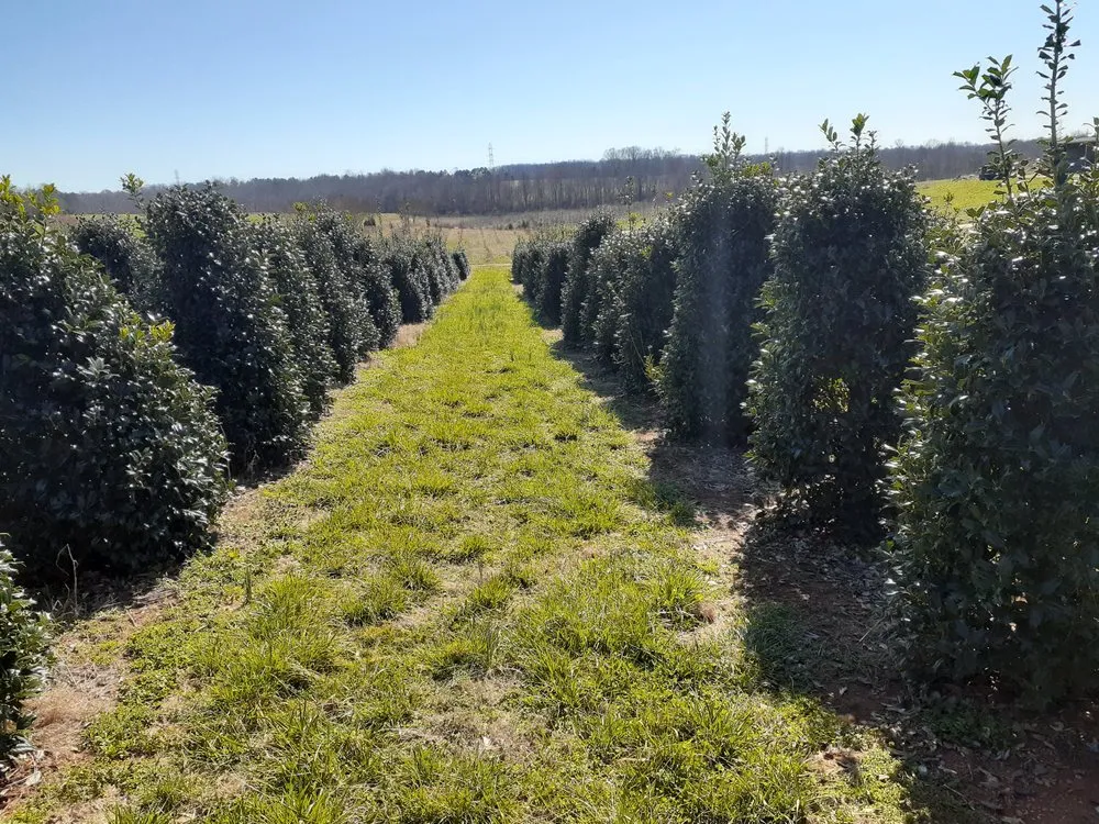 Local outdoor landscaping for residential properties across Charlotte, NC - Mr Martini's Tree Farm
