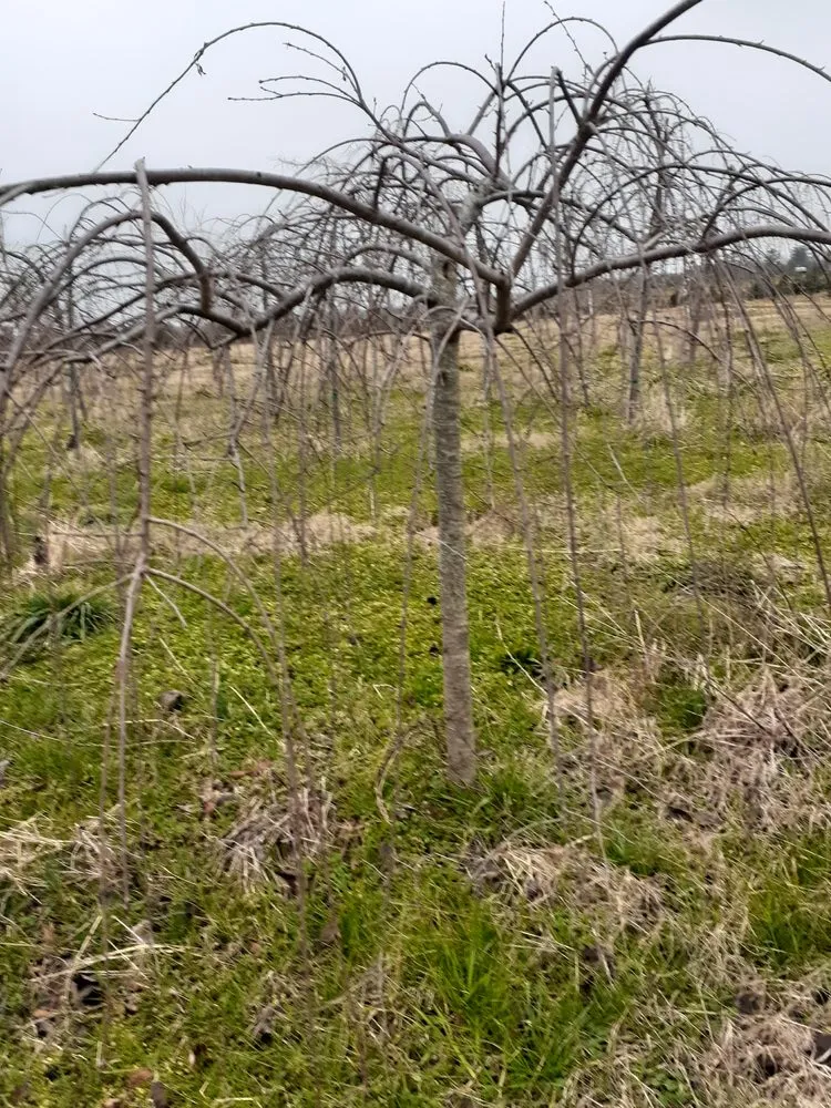 Reliable garden landscaping with custom design across Charlotte, NC - Mr Martini's Tree Farm