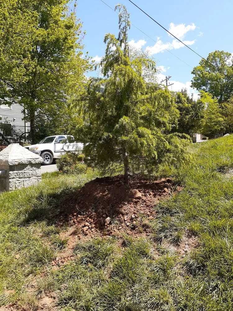 Reliable outdoor landscaping in Charlotte, NC by Mr Martini's Tree Farm