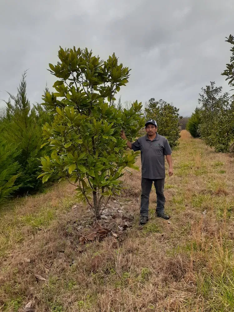 Custom landscape design for residential properties across Charlotte, NC - Mr Martini's Tree Farm