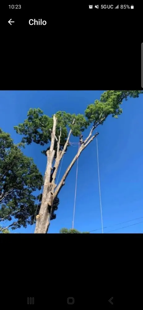 Custom residential landscaping experts serving Raleigh, NC - Mr Mendez Tree Service