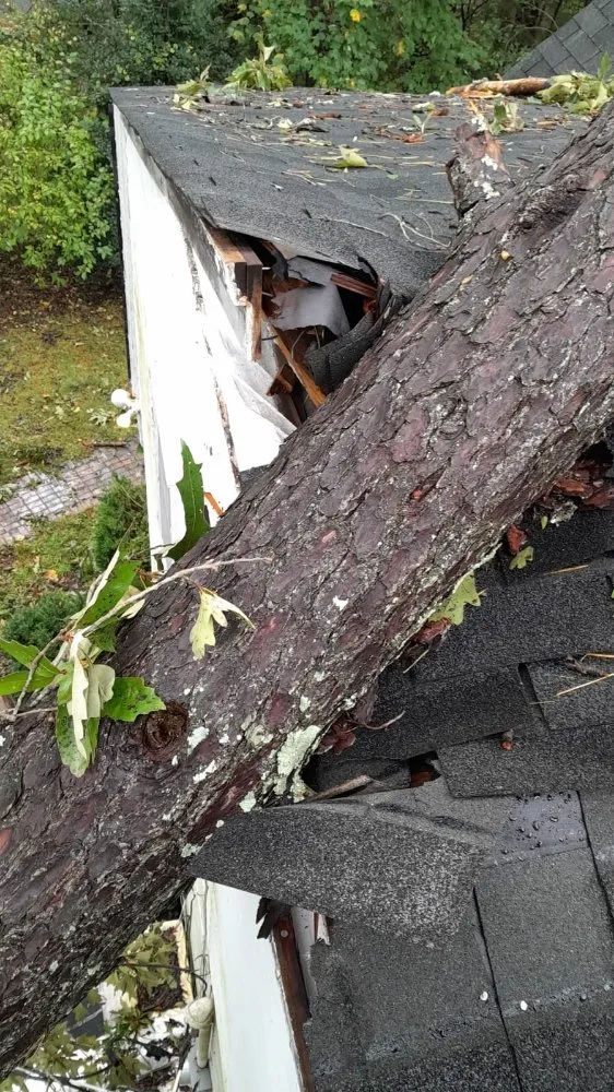 Expert yard maintenance in Raleigh, NC - Mr Mendez Tree Service