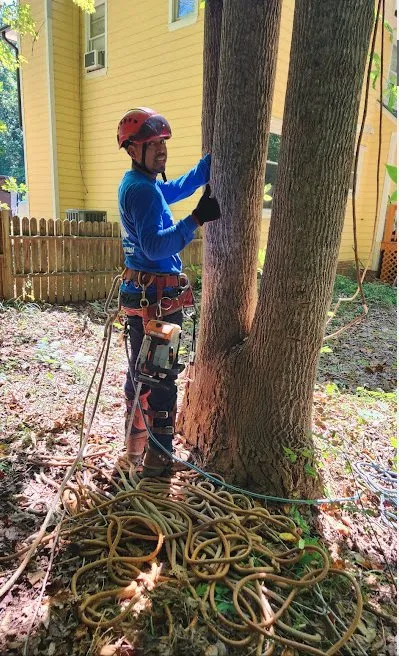 Trusted residential landscaping for year-round maintenance in Raleigh, NC by Mr Mendez Tree Service