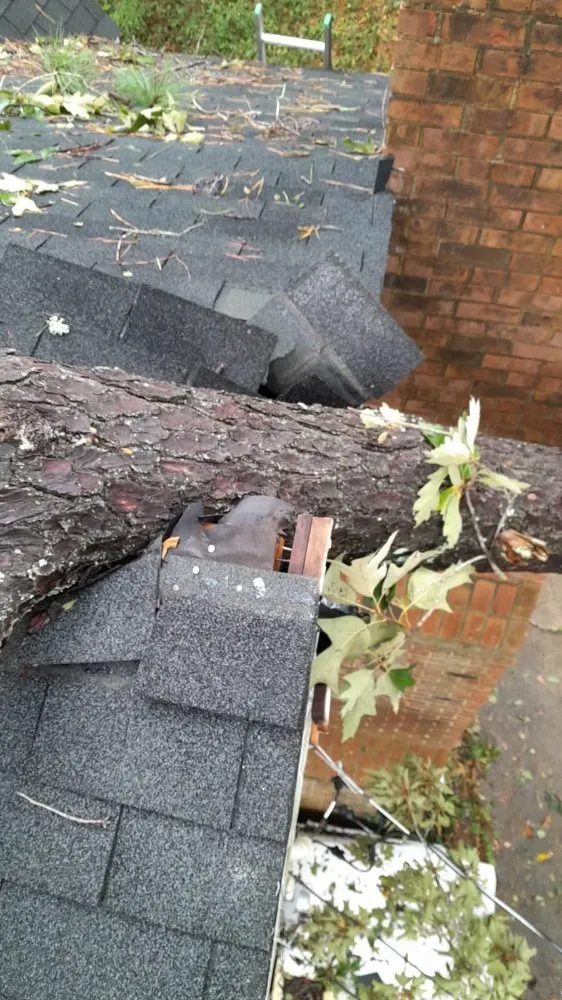 Trusted landscaping services in Raleigh, NC by Mr Mendez Tree Service