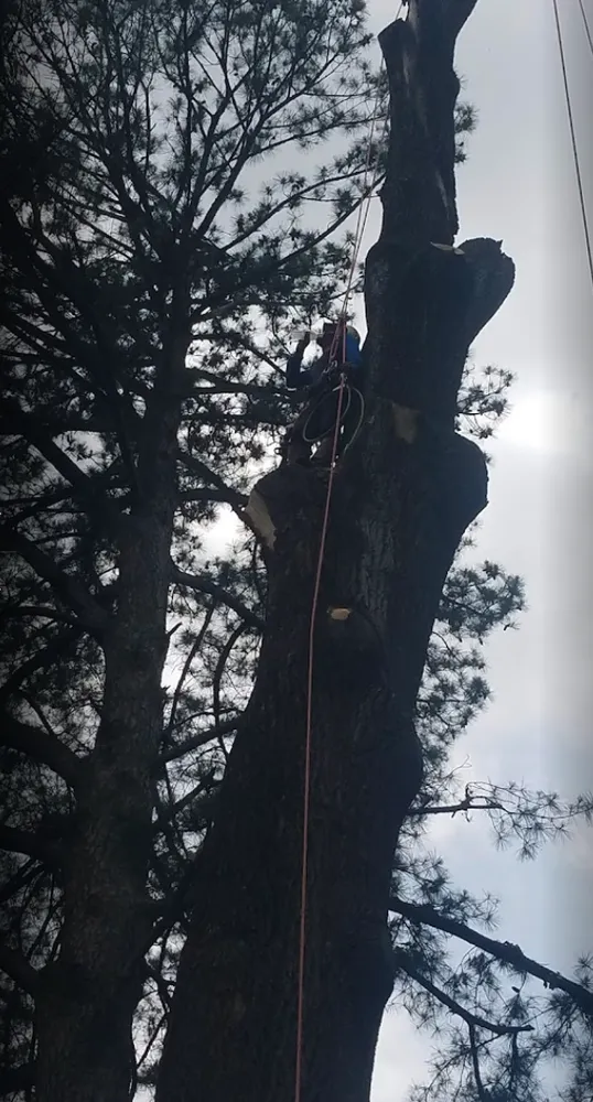 Top-rated yard maintenance in Raleigh, NC - Mr Mendez Tree Service