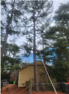 Expert garden landscaping experts serving Raleigh, NC - Mr Mendez Tree Service