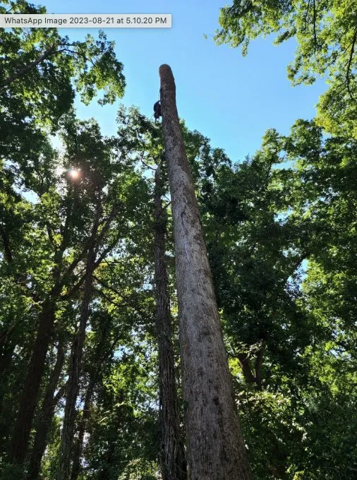 Local landscape installation in Raleigh, NC by Mr Mendez Tree Service